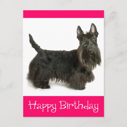 Happy Birthday Scottish Terrier Puppy Postcard Postkarte (Vorderseite)
