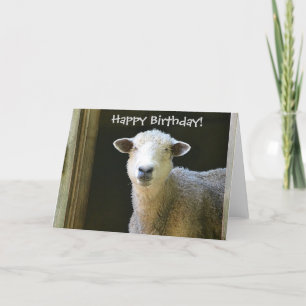 Happy Birthday Sheep Karte