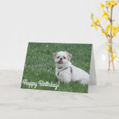Happy Birthday Shih tzu card Karte (Gelbe Blume)