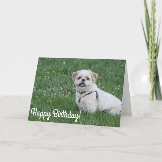 Happy Birthday Shih tzu card Karte (Vorderseite)