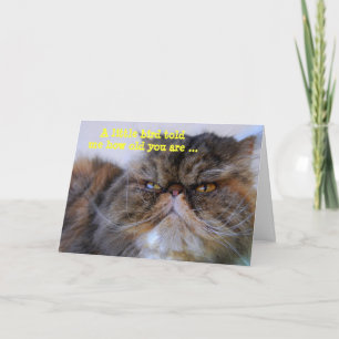 Happy Birthday Spaß Calico Persian Kitty Card Karte