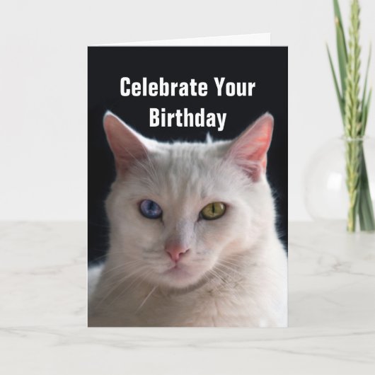 Happy Birthday Turkish Angora Cat Karte (Vorderseite)