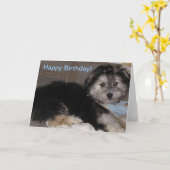 Happy Birthday Welppy Havanese Rescue Karte (Gelbe Blume)