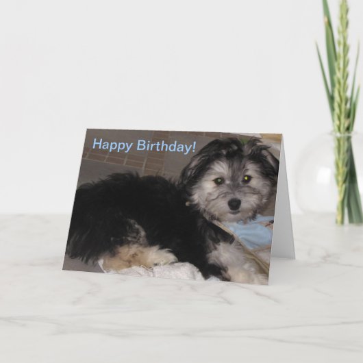 Happy Birthday Welppy Havanese Rescue Karte (Vorderseite)
