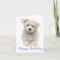 Happy Birthday White Maltese Welpe Hund Blau
