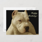 Happy Birthday White Pitbuls Postkarte (Vorne/Hinten)