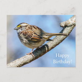 Happy Birthday White Throated Sparrow Postcard Postkarte