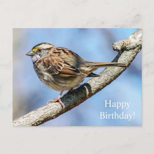 Happy Birthday White Throated Sparrow Postcard Postkarte (Vorderseite)