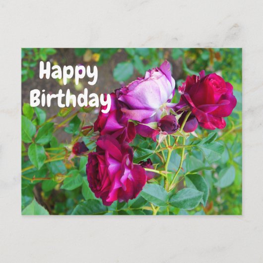 Happy Birthday Wild Blue Yonder Rose #1 Postkarte (Vorderseite)