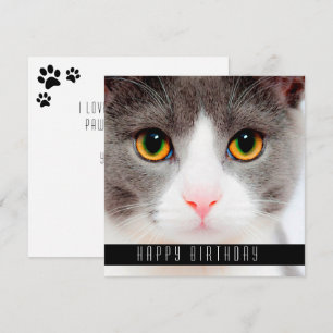 Happy Birthday wünscht Katzen Ankündigung