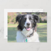 Happy Black and White Dog Closeup Postkarte (Vorne/Hinten)