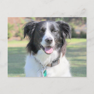 Happy Black and White Dog Closeup Postkarte