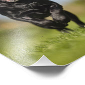 Happy Black Labrador Retriever läuft Fotodruck (Ecke)