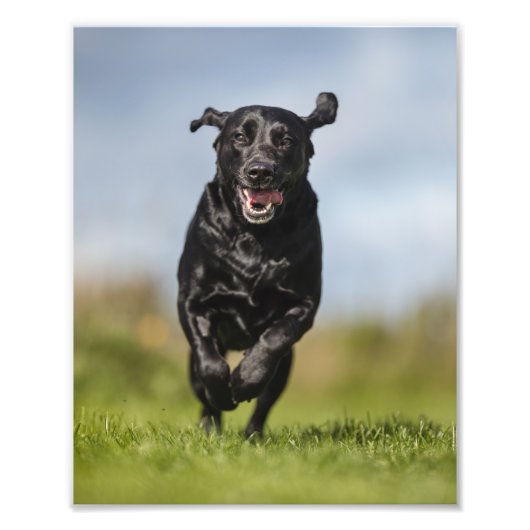 Happy Black Labrador Retriever läuft Fotodruck (Vorne)