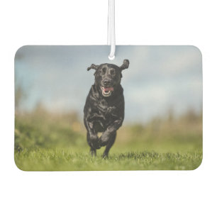 Happy Black Labrador Retriever Running Air Freshen Autolufterfrischer