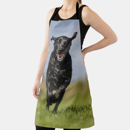 Happy Black Labrador Retriever Running Schürze (InSitu)