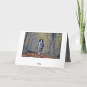 Happy Border Collie Geburtstagkarte Karte (Rückseite)