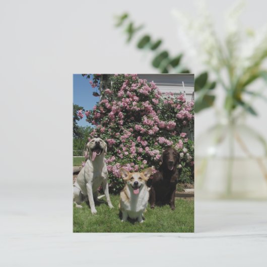 Happy Boys Postkarte (Stehend Vorderseite)