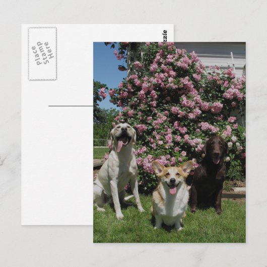 Happy Boys Postkarte (Vorne/Hinten)