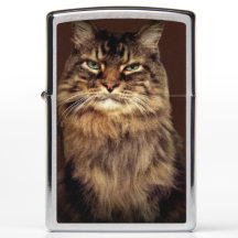 Happy Cat Brown Tabby Cat Funny