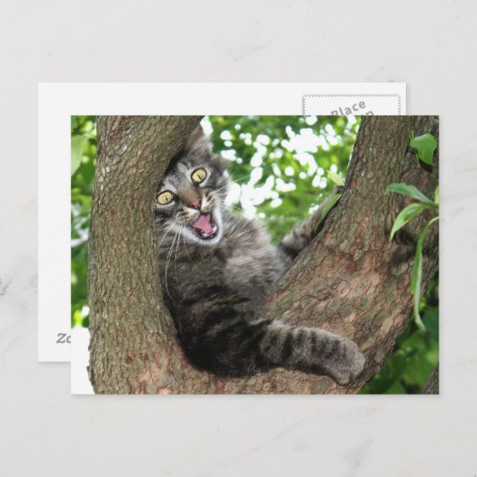 Happy Cat in tree Postkarte (Vorne/Hinten)
