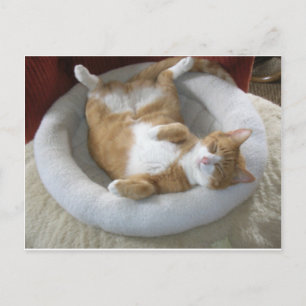 Happy Cat Postkarte