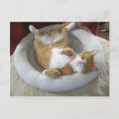 Happy Cat Postkarte (Vorderseite)