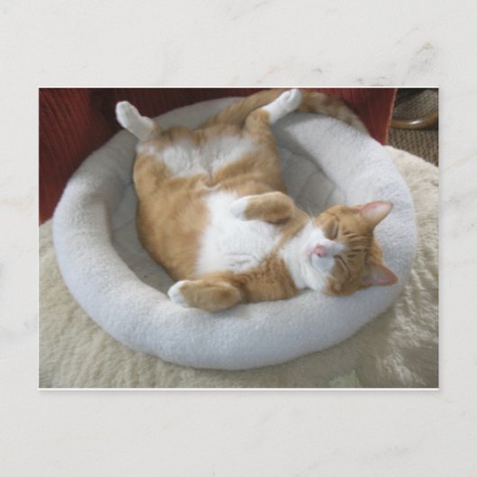 Happy Cat Postkarte (Vorderseite)