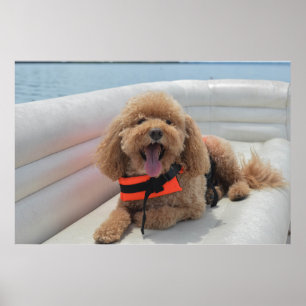 Happy Cockapoo Hund auf Pontoon Boat lächeln Poster