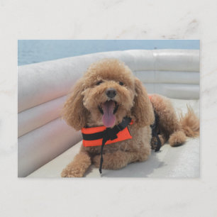 Happy Cockapoo Hund auf Pontoon Boat lächeln Postkarte