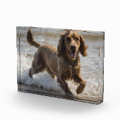 Happy Cocker Spaniel Beach Fun Day Fotoblock (Rechts)