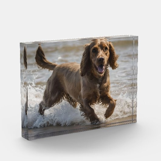 Happy Cocker Spaniel Beach Fun Day Fotoblock (Links)