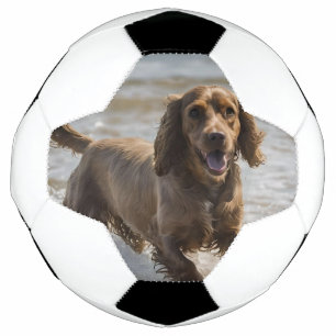 Happy Cocker Spaniel Beach Fun Day Fußball
