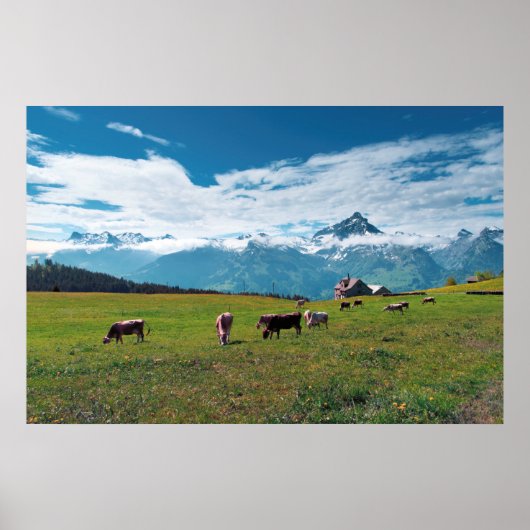 Happy Cows on Farm in Switzerland Poster (Vorne)