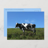 Happy Cows Postcard Postkarte (Vorne/Hinten)