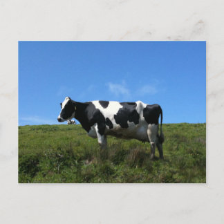Happy Cows Postcard Postkarte