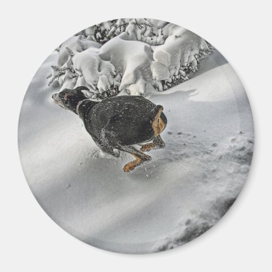 Happy Doberman in Snow Magnet (Vorne)