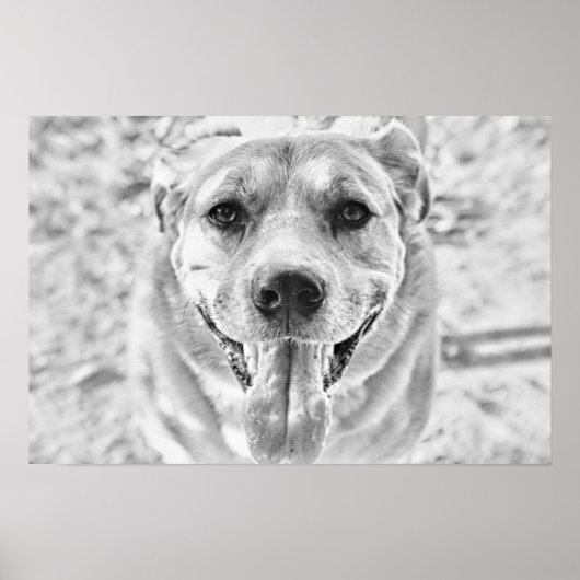 Happy Dog Gesichtsausdruck Poster (Vorne)