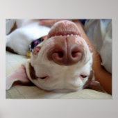 Happy Dog Print Poster (Vorne)