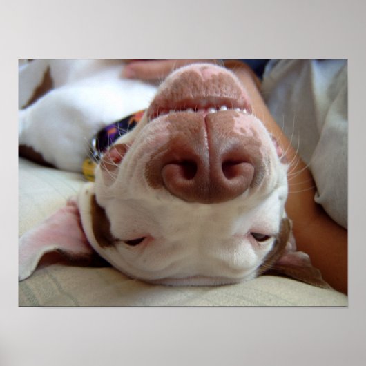 Happy Dog Print Poster (Vorne)