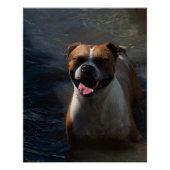 Happy Dog Swimming Poster (Vorderseite)