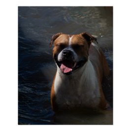 Happy Dog Swimming Poster
