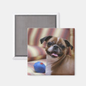 Happy Dog with Toy Magnet (Vorderseite/Rückseite)