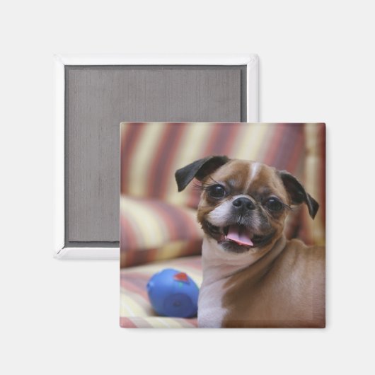 Happy Dog with Toy Magnet (Vorderseite/Rückseite)