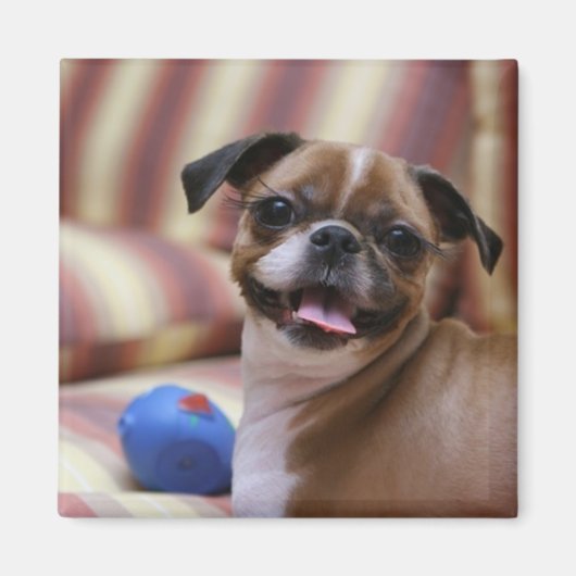 Happy Dog with Toy Magnet (Vorne)