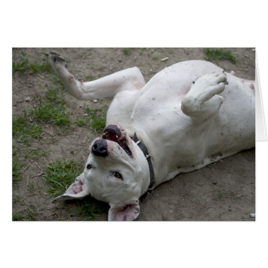 Happy Dogo Argentino Girl (Vorderseite (Horizontal))