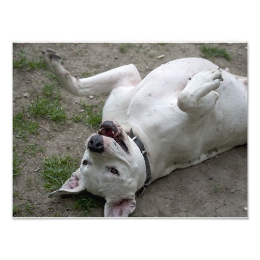 Happy Dogo Argentino Girl Fotodruck (Vorne)