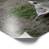 Happy Dogo Argentino Girl Fotodruck (Ecke)