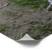 Happy Dogo Argentino Girl Poster (Ecke)