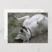 Happy Dogo Argentino Girl Postkarte (Vorne/Hinten)